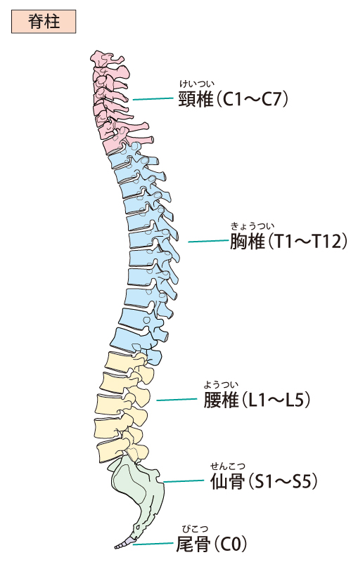 骨格の歪みイラスト